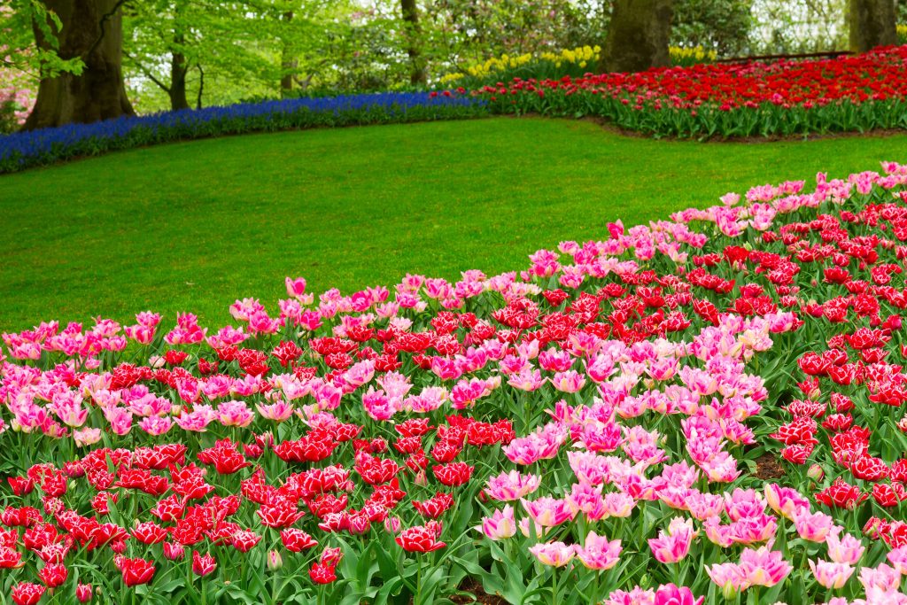 Garden of pink and red flowers-min