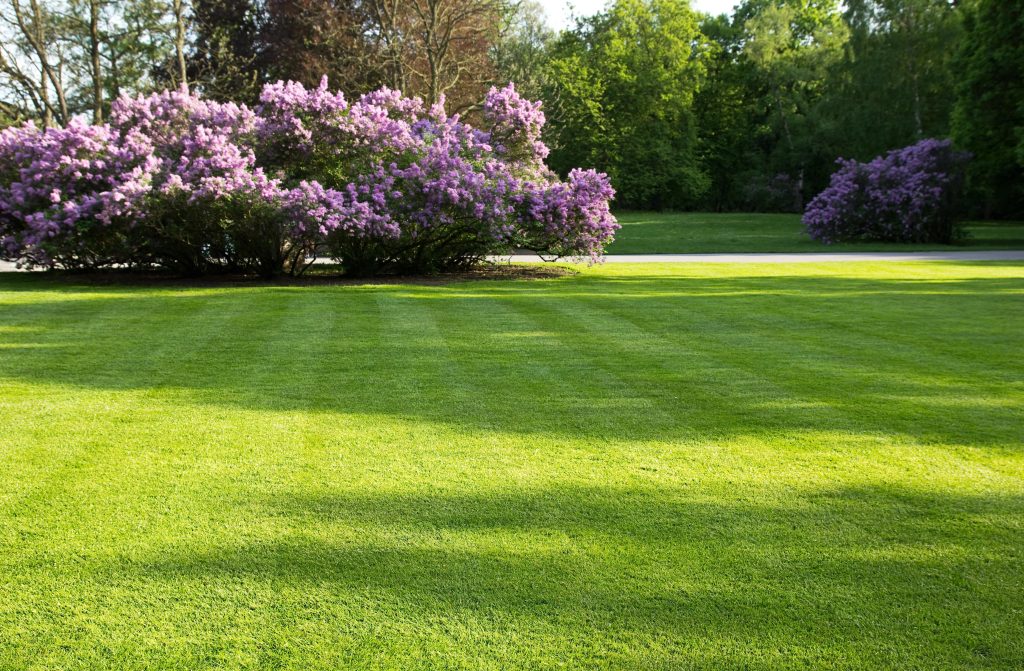 Mowed lawn and landscape-min